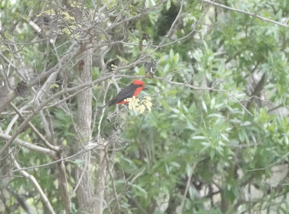 Vermilion Flycatcher (saturatus) - ML616150270