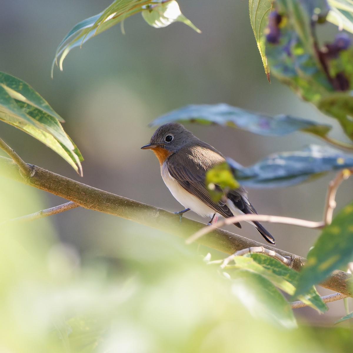 Red-breasted Flycatcher - ML616150282