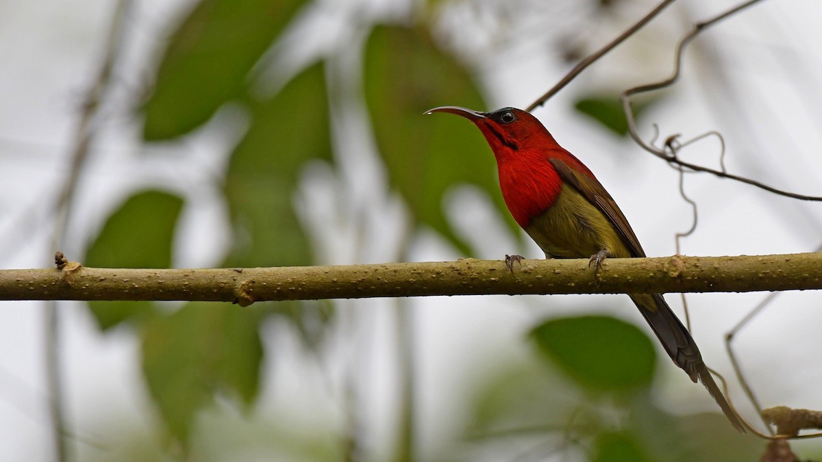 Crimson Sunbird - ML616150309