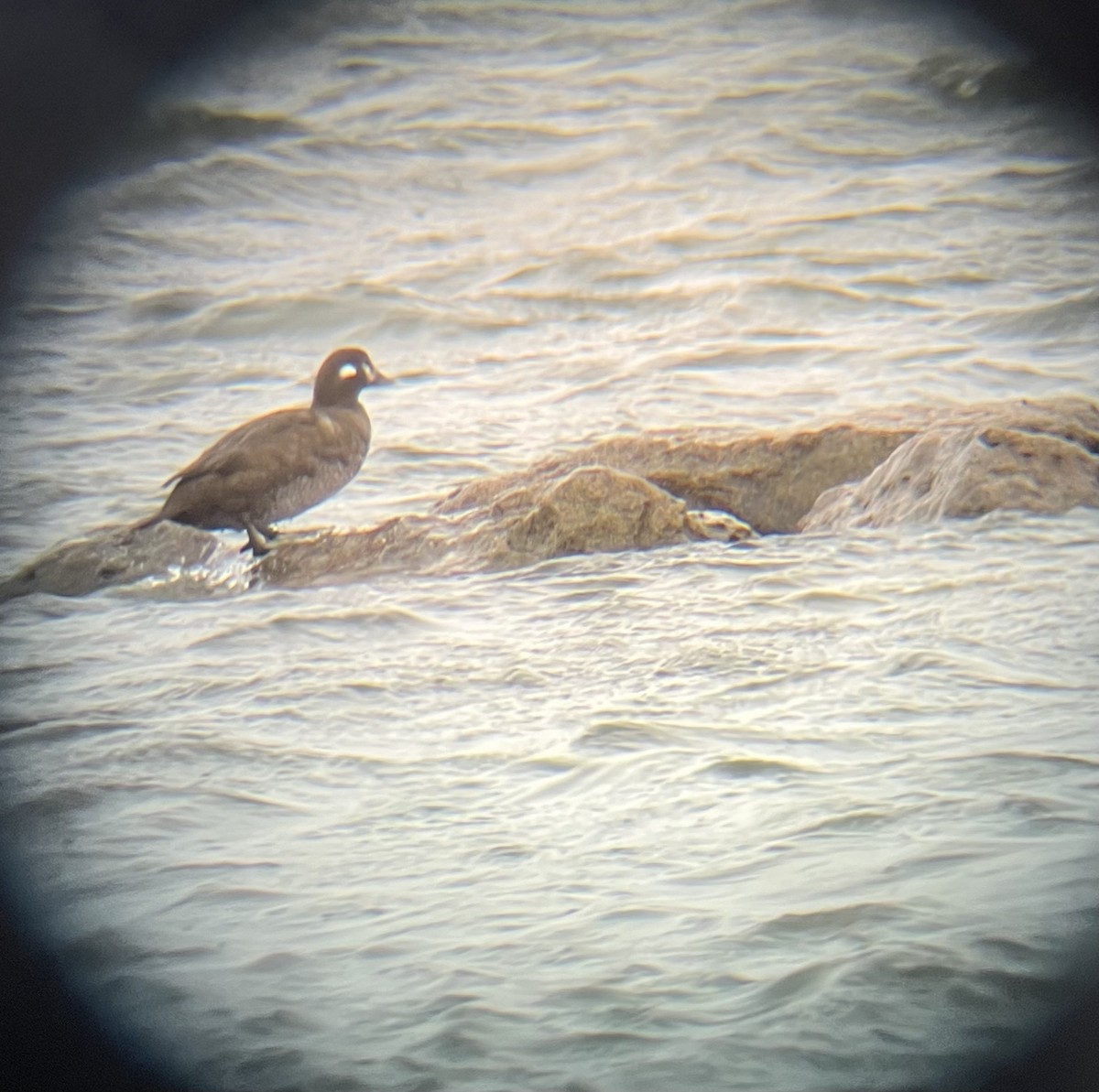 Harlequin Duck - ML616150311