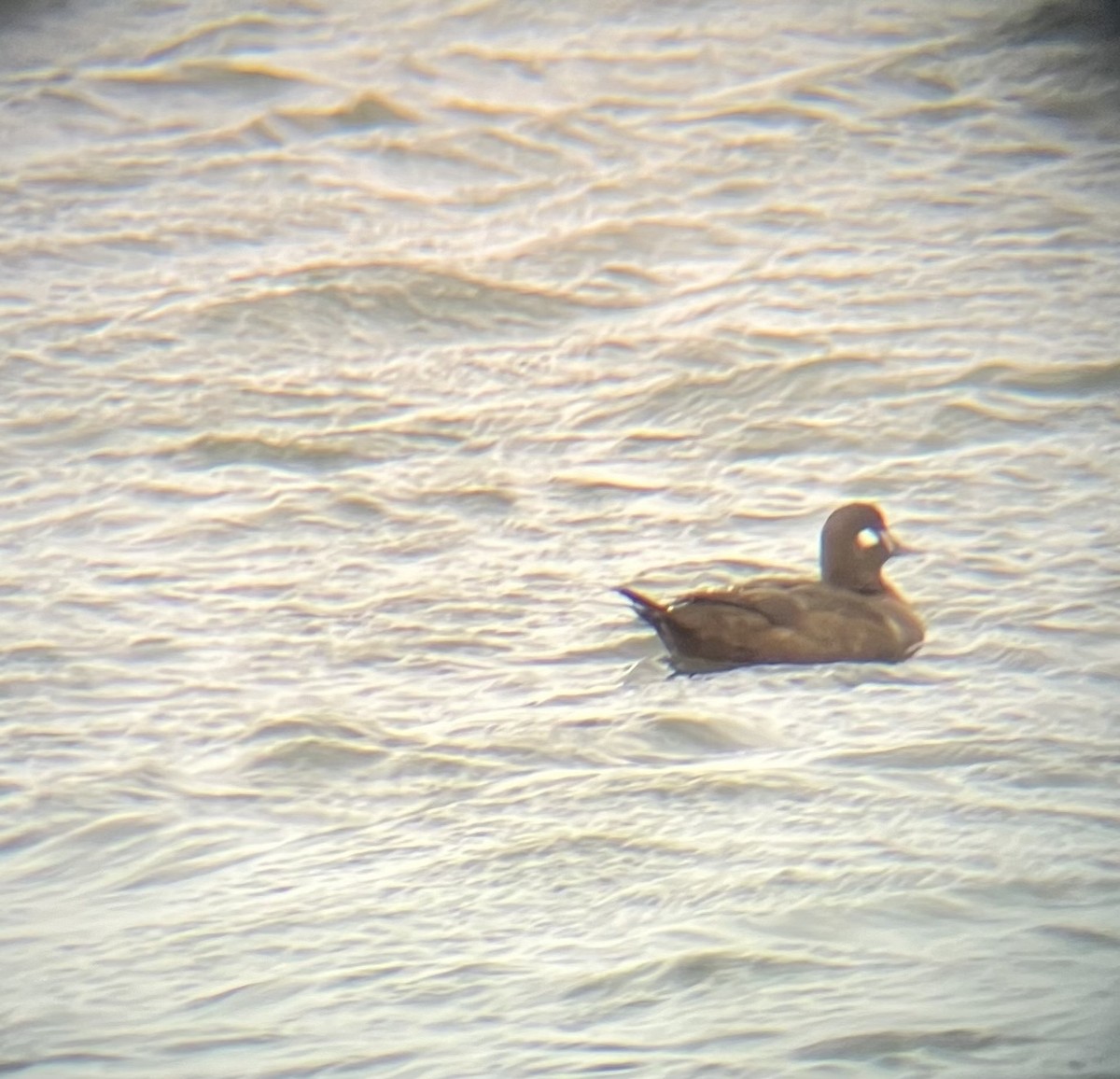 Harlequin Duck - ML616150312