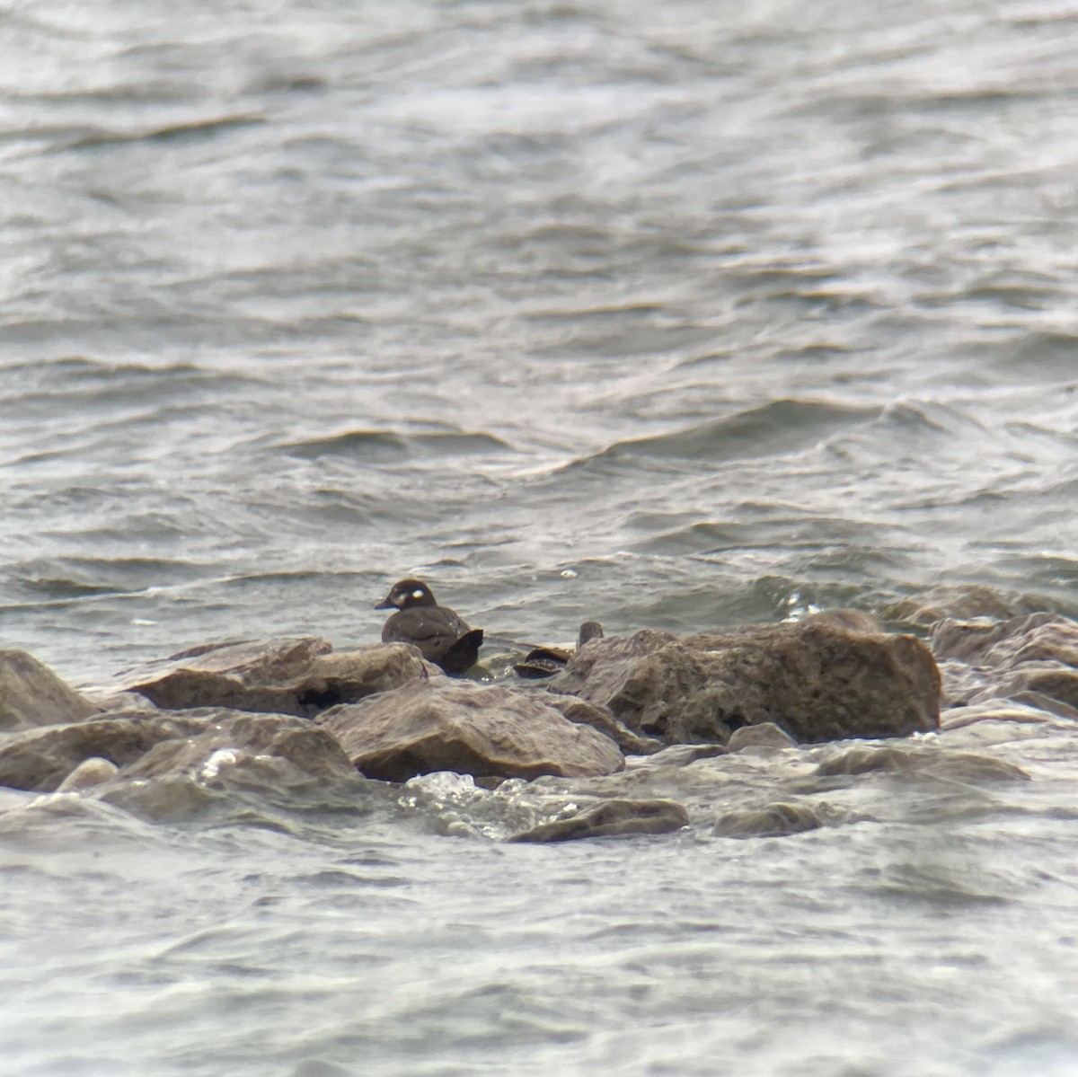 Harlequin Duck - ML616150315