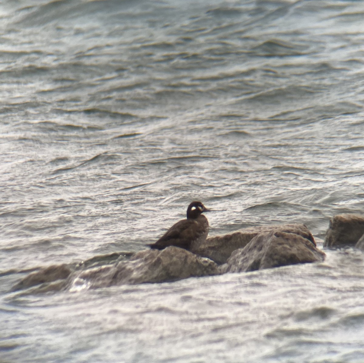 Harlequin Duck - ML616150316