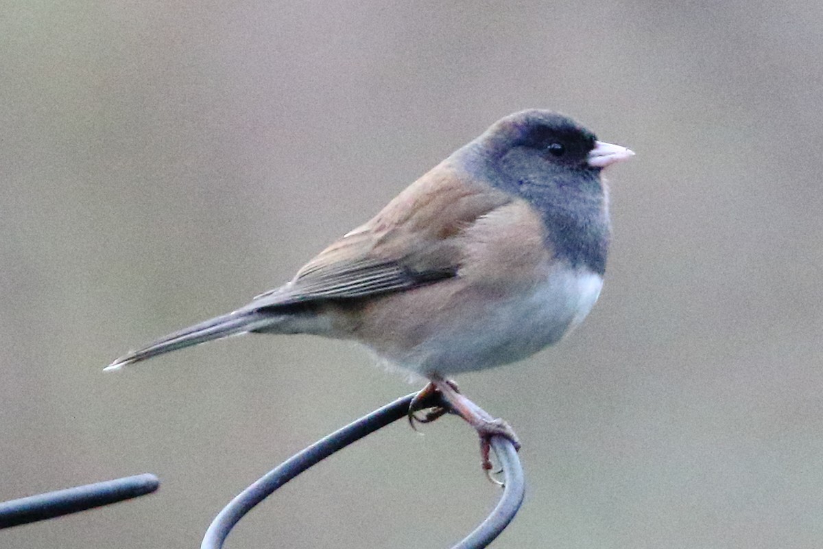 Junco Ojioscuro (grupo oreganus) - ML616150432