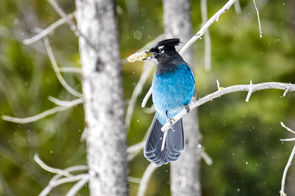 Steller's Jay - ML616150433