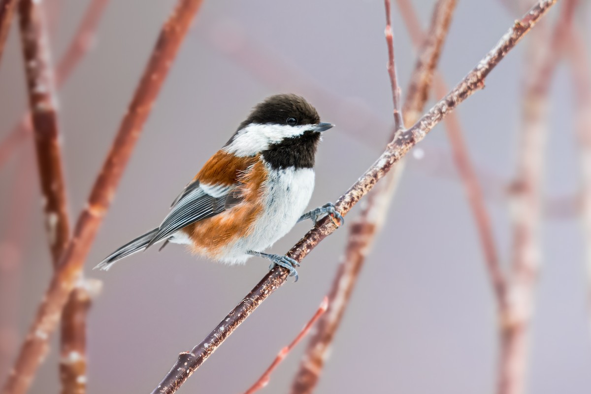 Chestnut-backed Chickadee - ML616150466