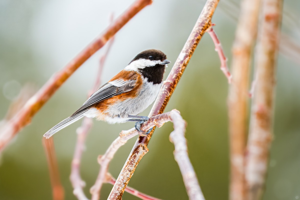 Chestnut-backed Chickadee - Calvin S