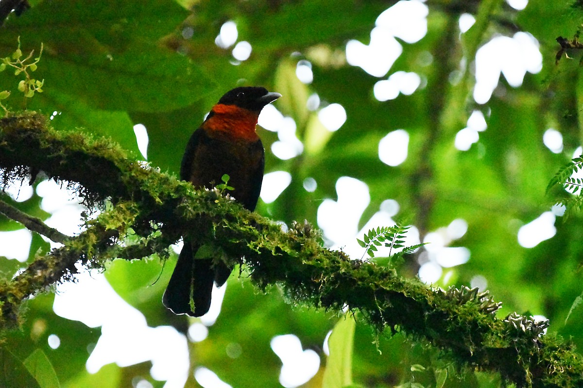 Red-ruffed Fruitcrow - Kendell Loyd