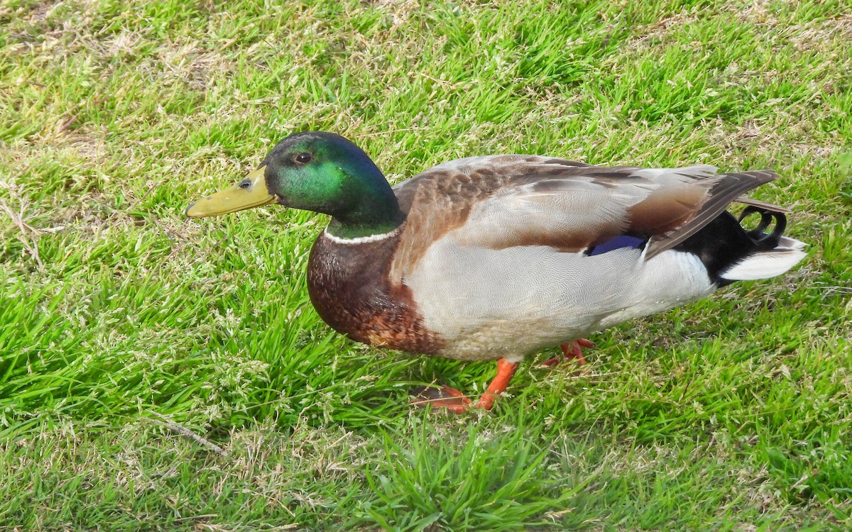 Mallard - Andrés  Rojas Sánchez