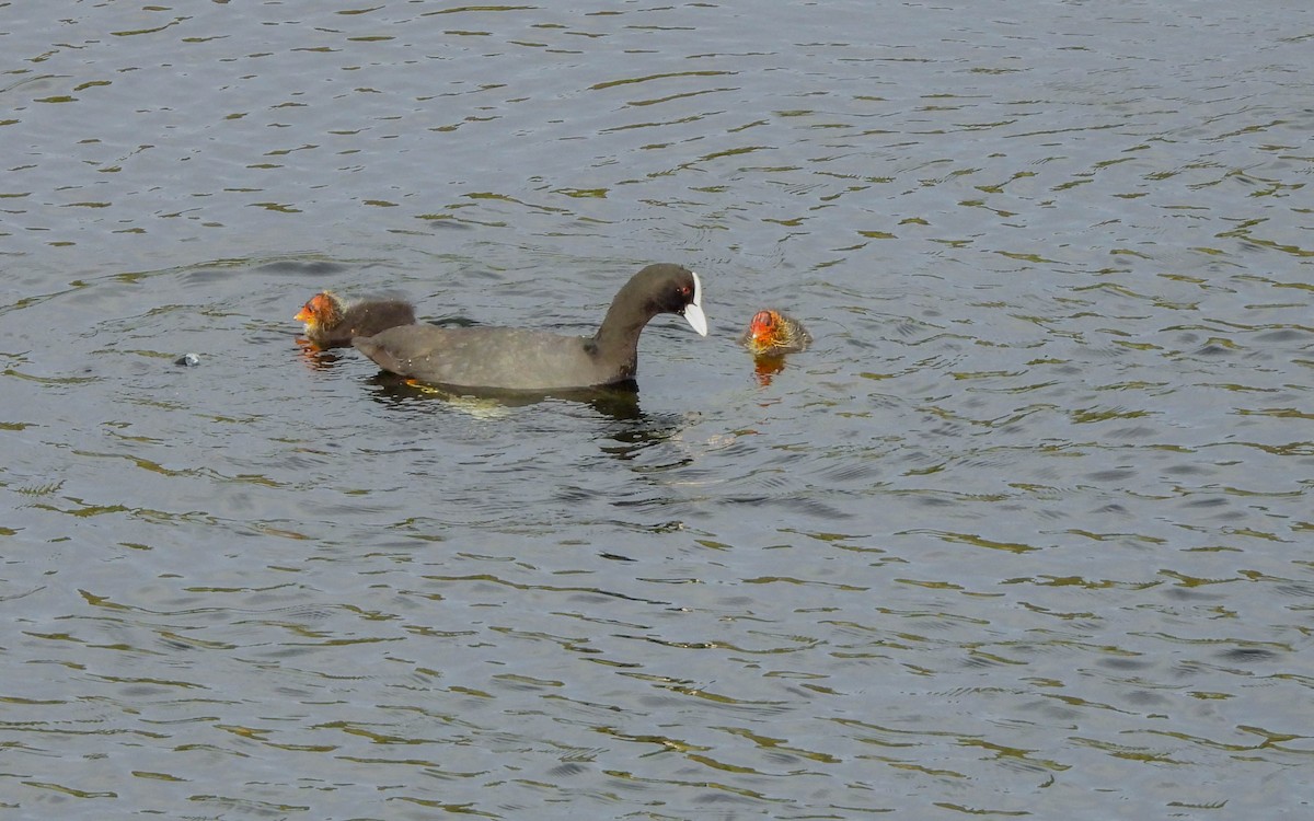 Eurasian Coot - ML616150510