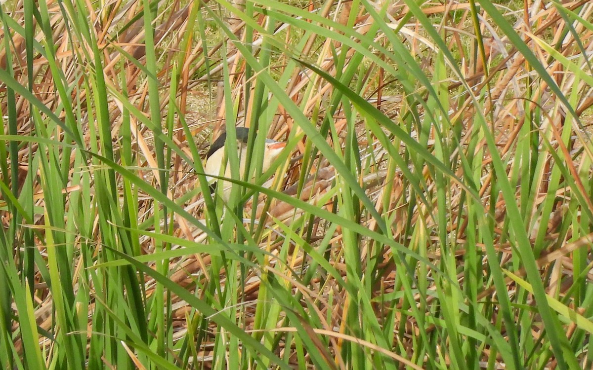 Little Bittern - ML616150511