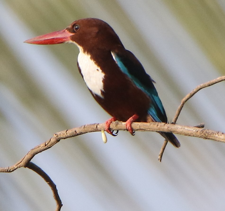 White-throated Kingfisher - ML616150523