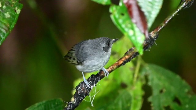 Plain Antvireo - ML616150596