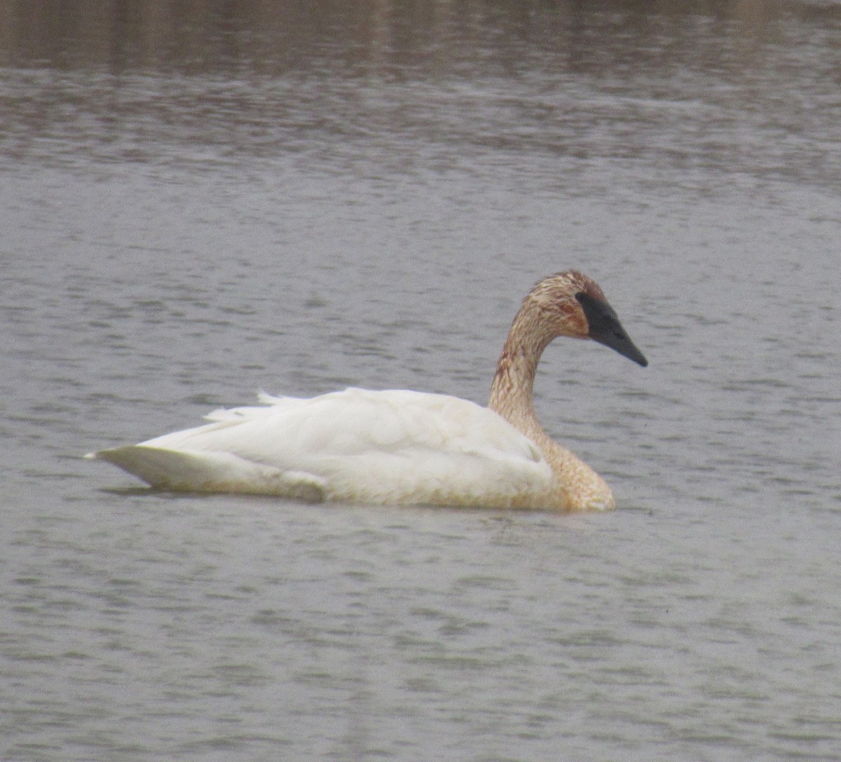 Trumpeter Swan - ML616150618