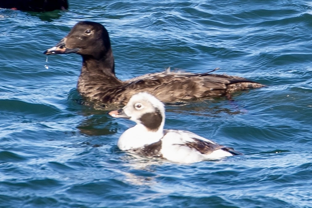 Long-tailed Duck - ML616150620