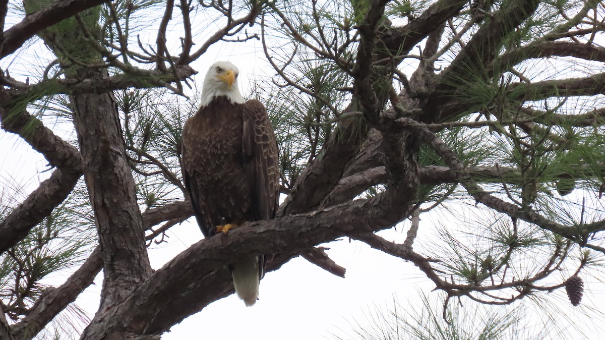 Bald Eagle - ML616150689