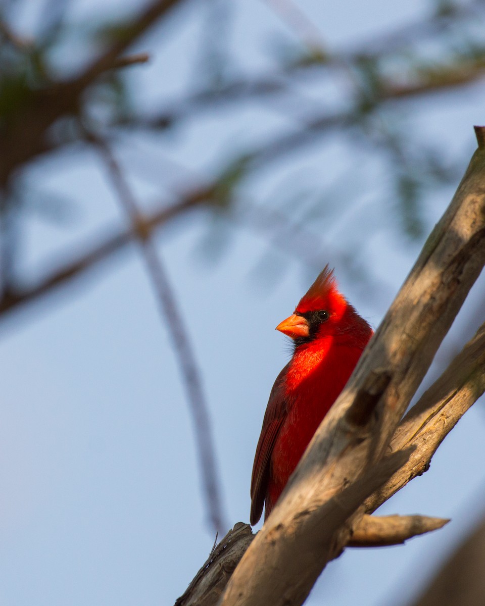 Northern Cardinal - ML616150730