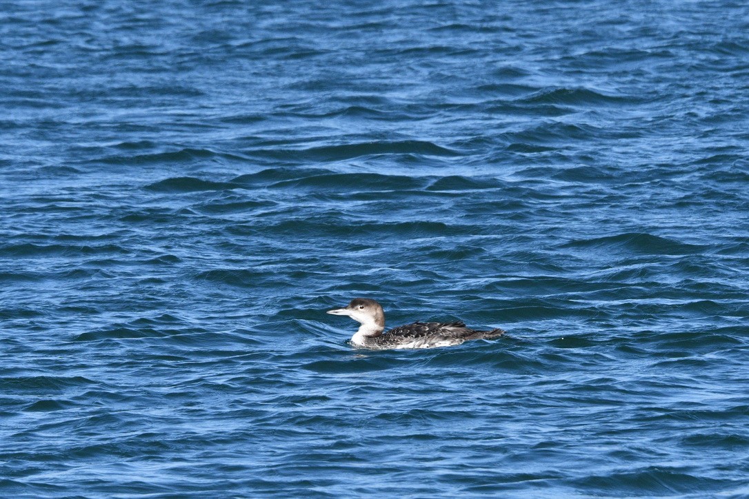 Common Loon - ML616150736