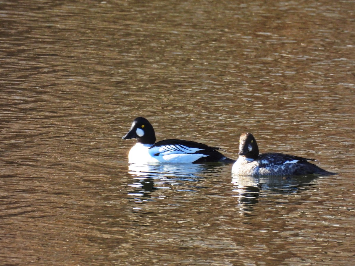 Common Goldeneye - ML616150767