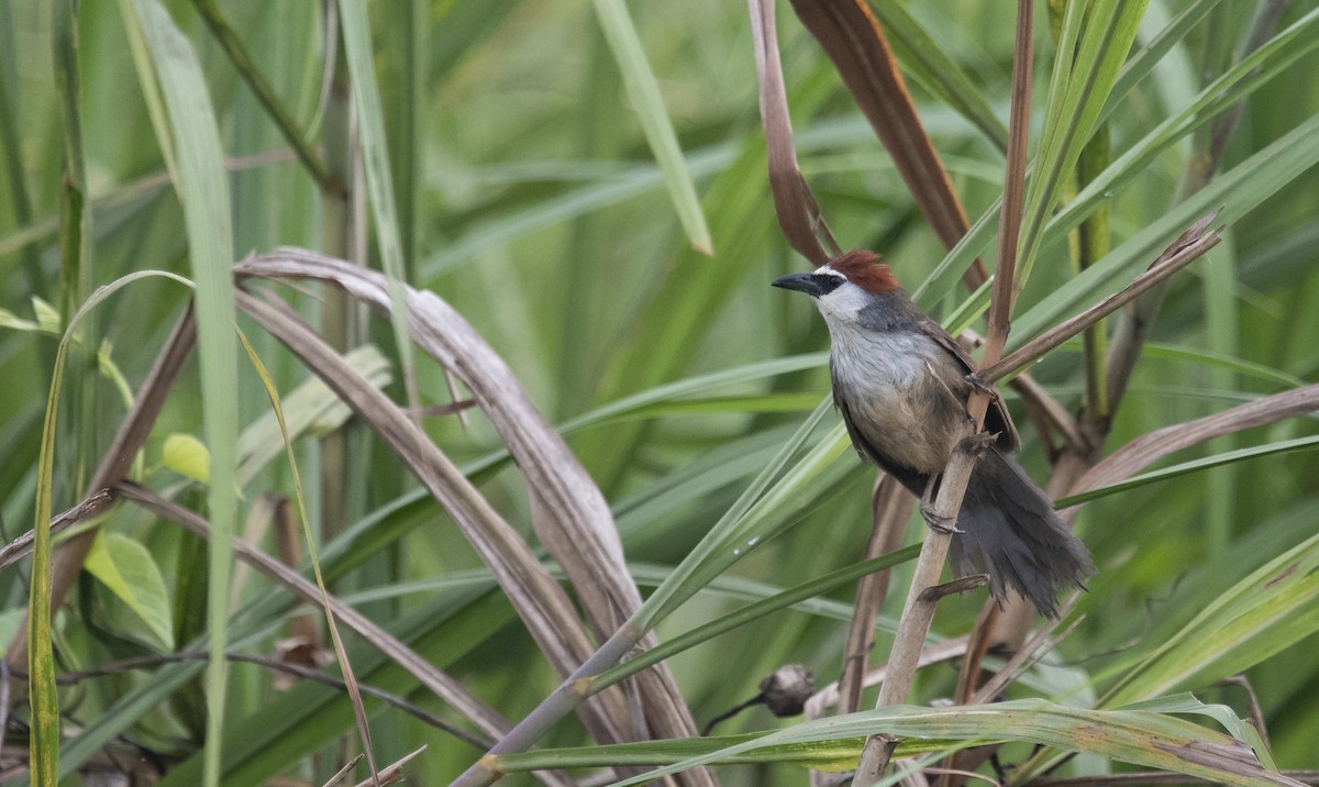 Chestnut-capped Babbler - ML616150897