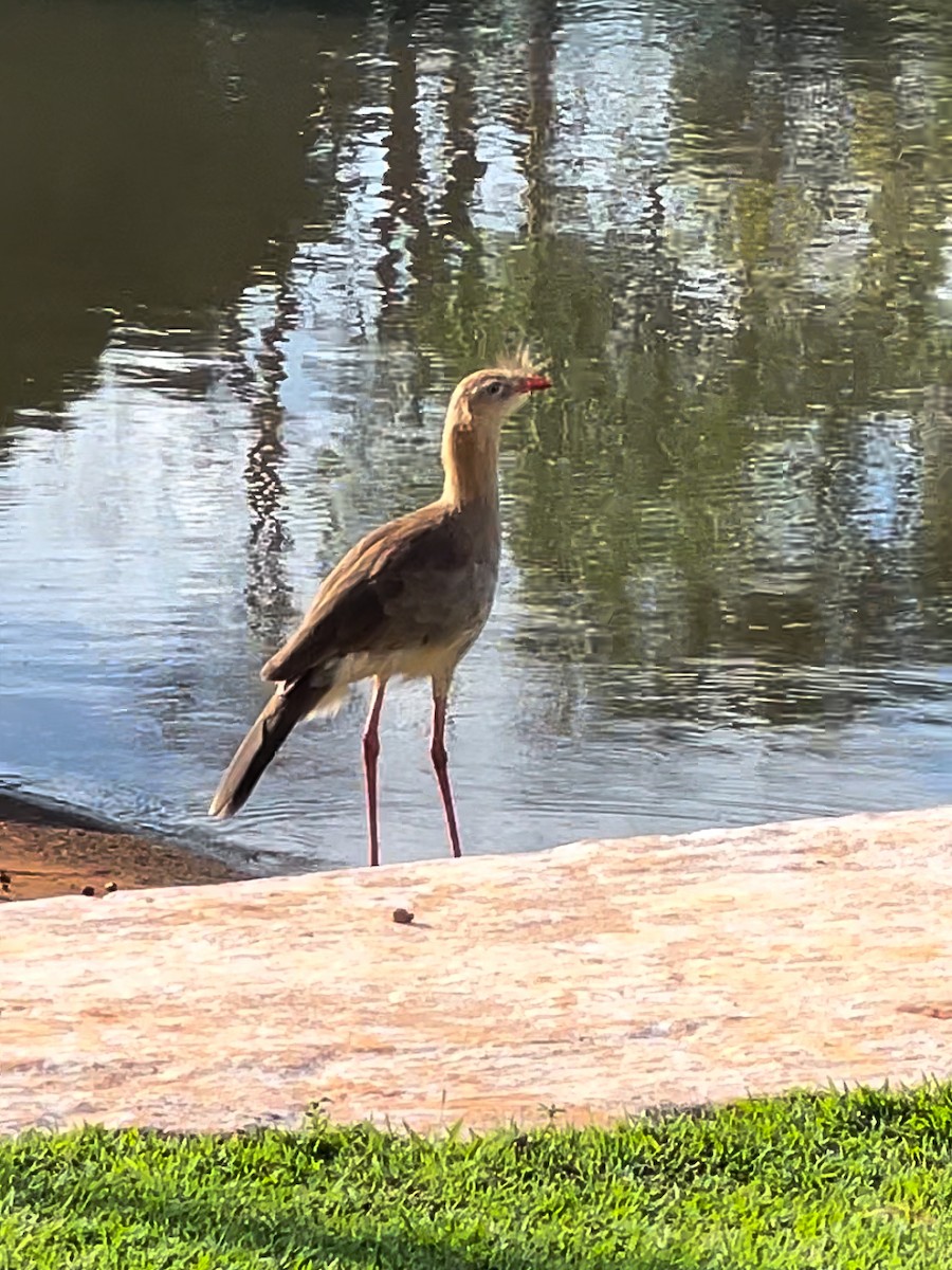 Red-legged Seriema - Julice Aristides