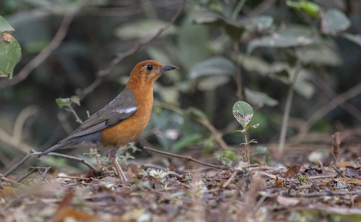 Orange-headed Thrush - ML616150902