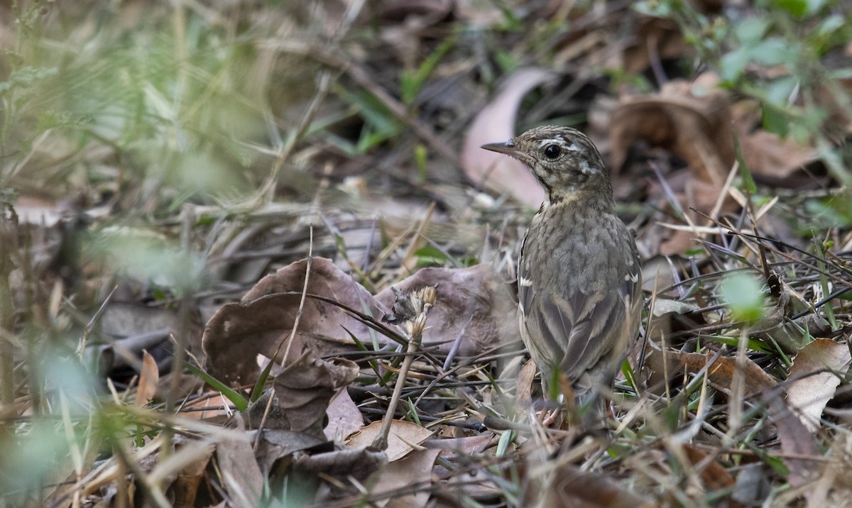 Pipit à dos olive - ML616150910