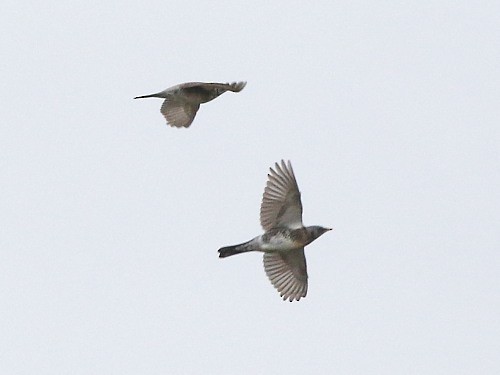 Fieldfare - David Cooper