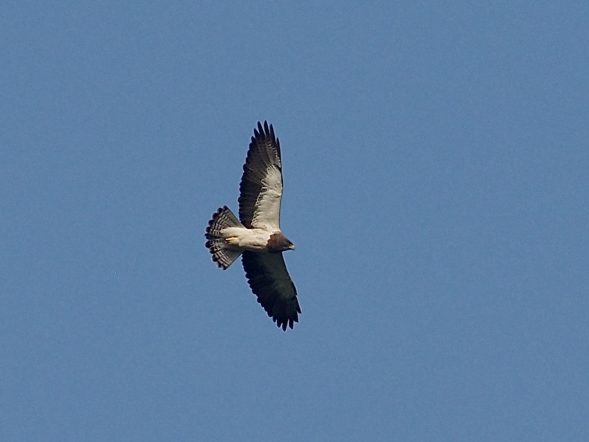 Swainson's Hawk - ML616151032