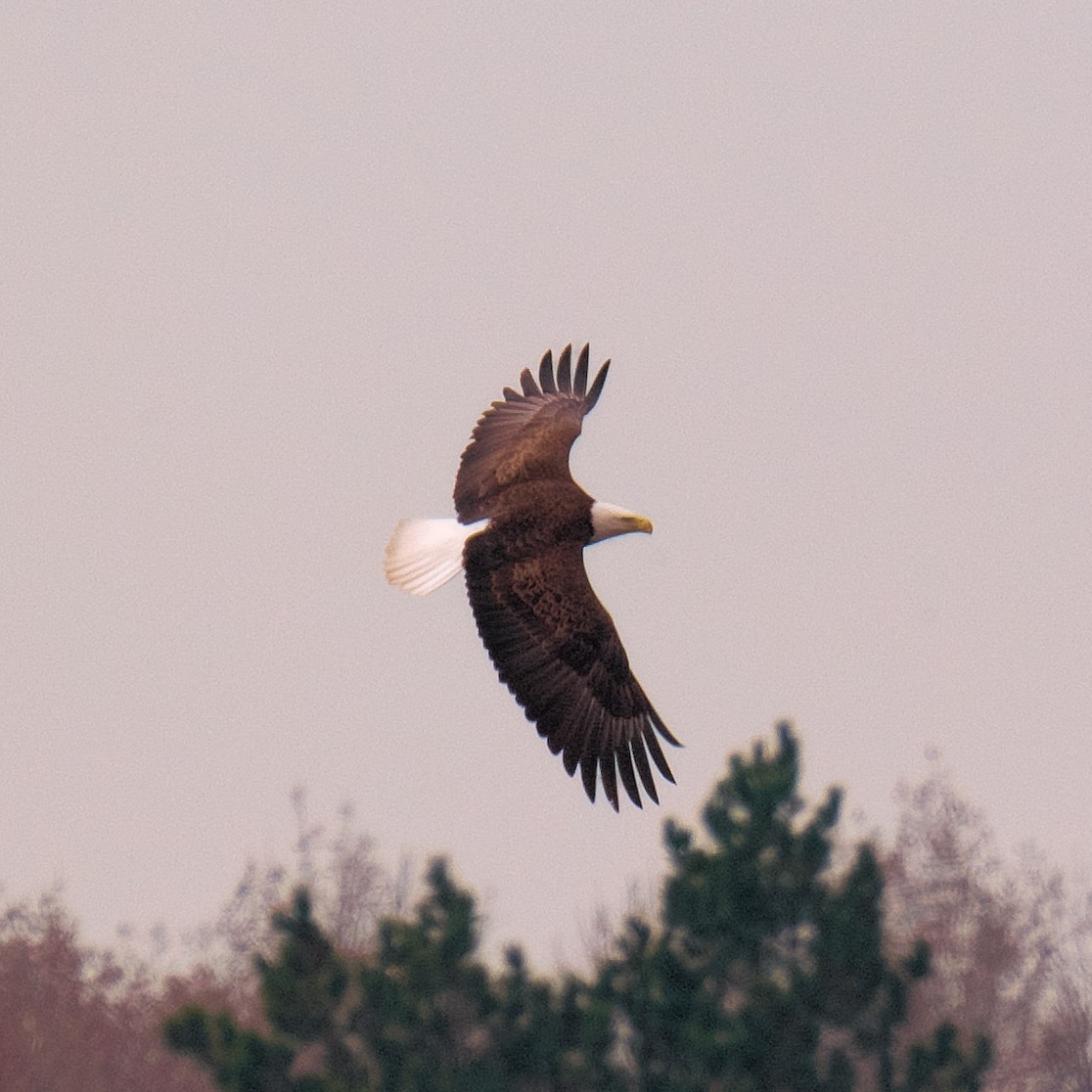 Bald Eagle - ML616151050