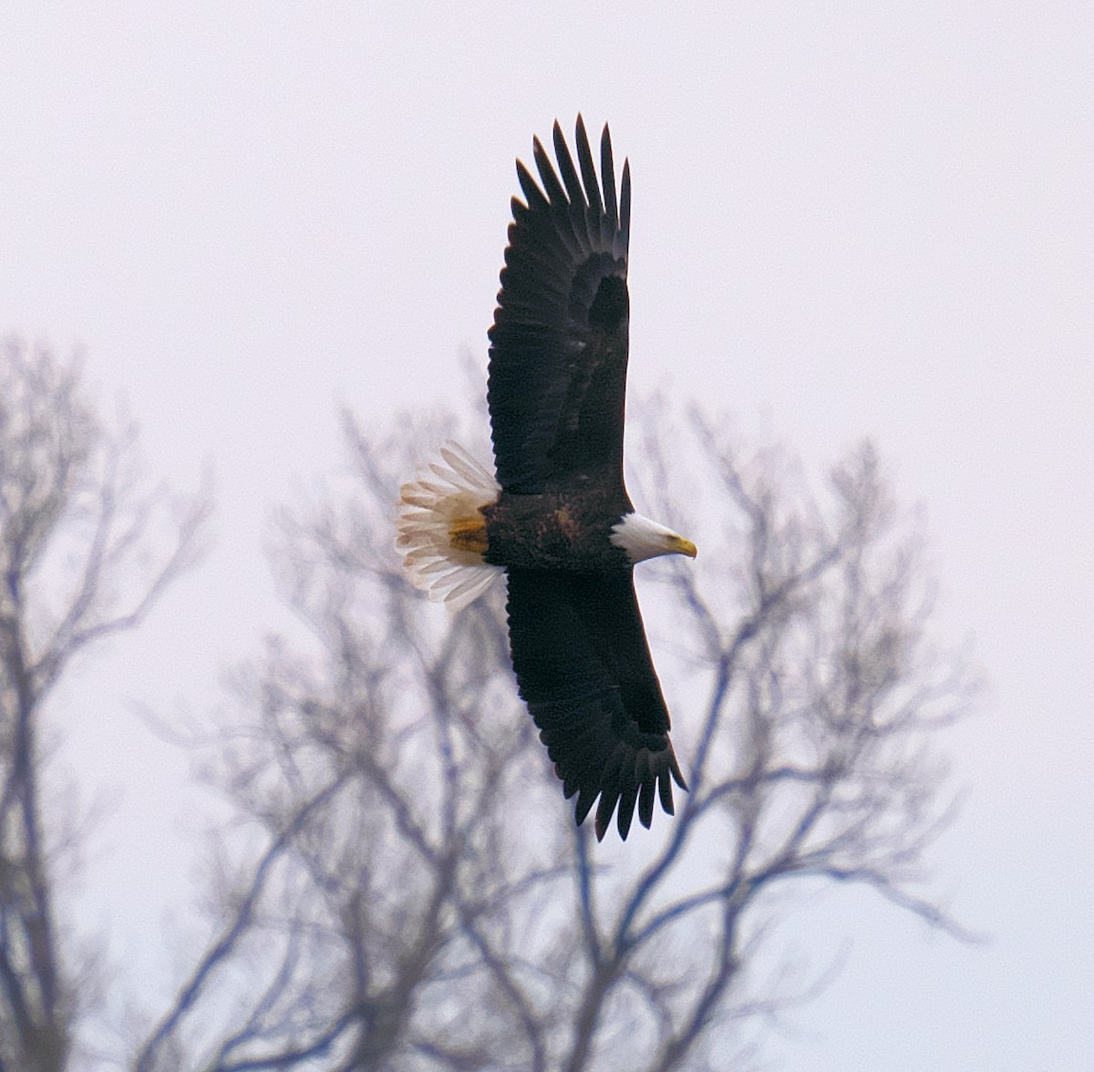Bald Eagle - ML616151051