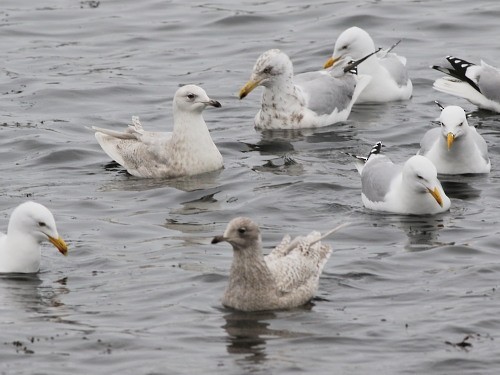 Goéland arctique (glaucoides) - ML616151075