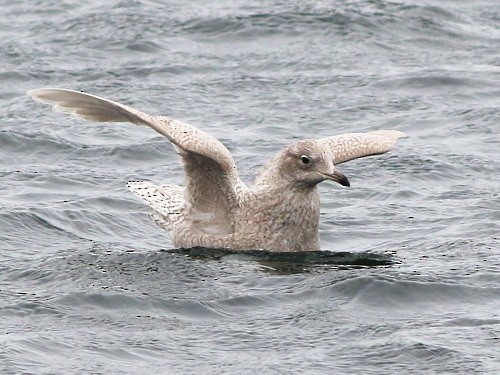 Gaviota Groenlandesa (glaucoides) - ML616151079