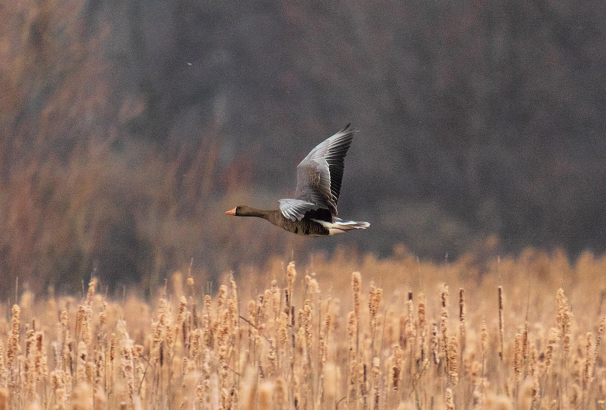 Greater White-fronted Goose - Beth McGrath