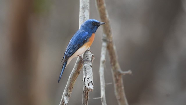 Blue-throated Flycatcher - ML616151140