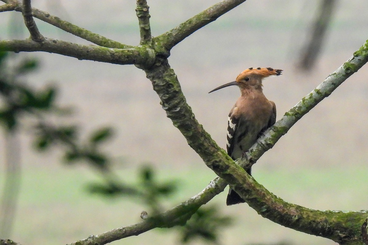 Eurasian Hoopoe - ML616151147