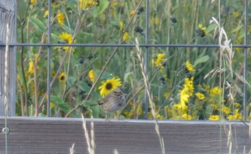 Lincoln's Sparrow - ML616151161