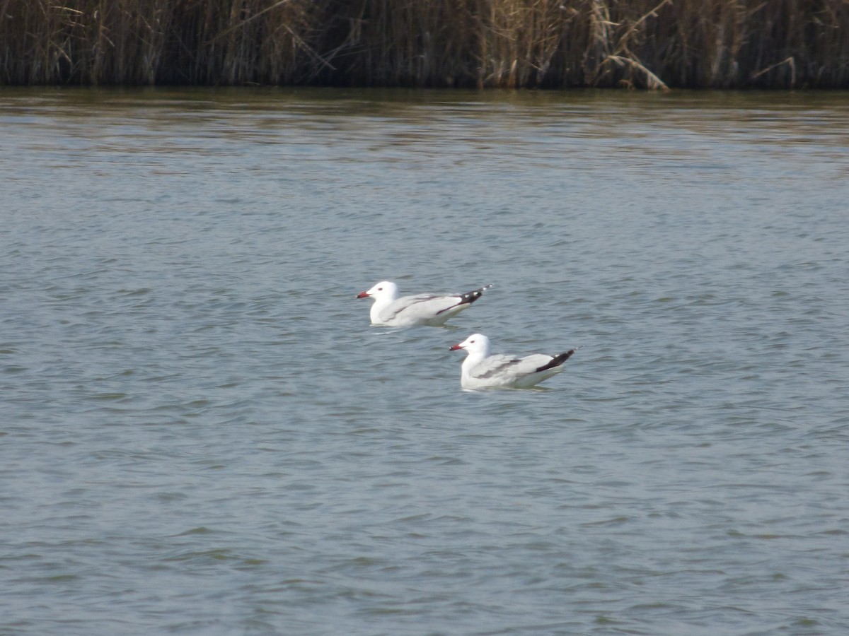 racek zelenonohý - ML616151225