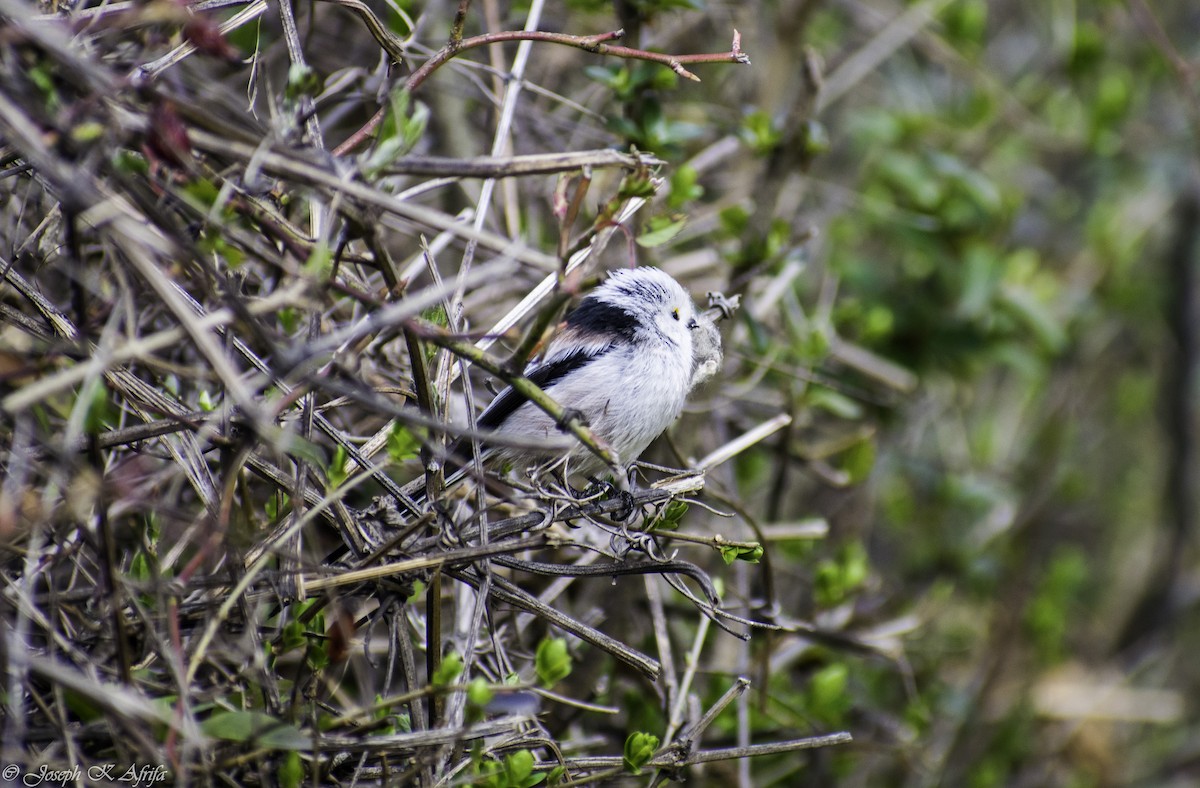Long-tailed Tit - JOSEPH KWASI AFRIFA
