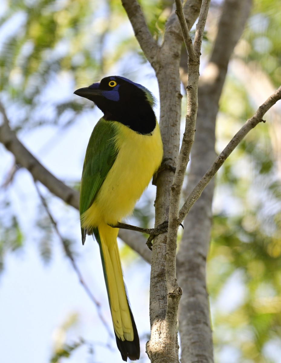 Green Jay - ML616151309