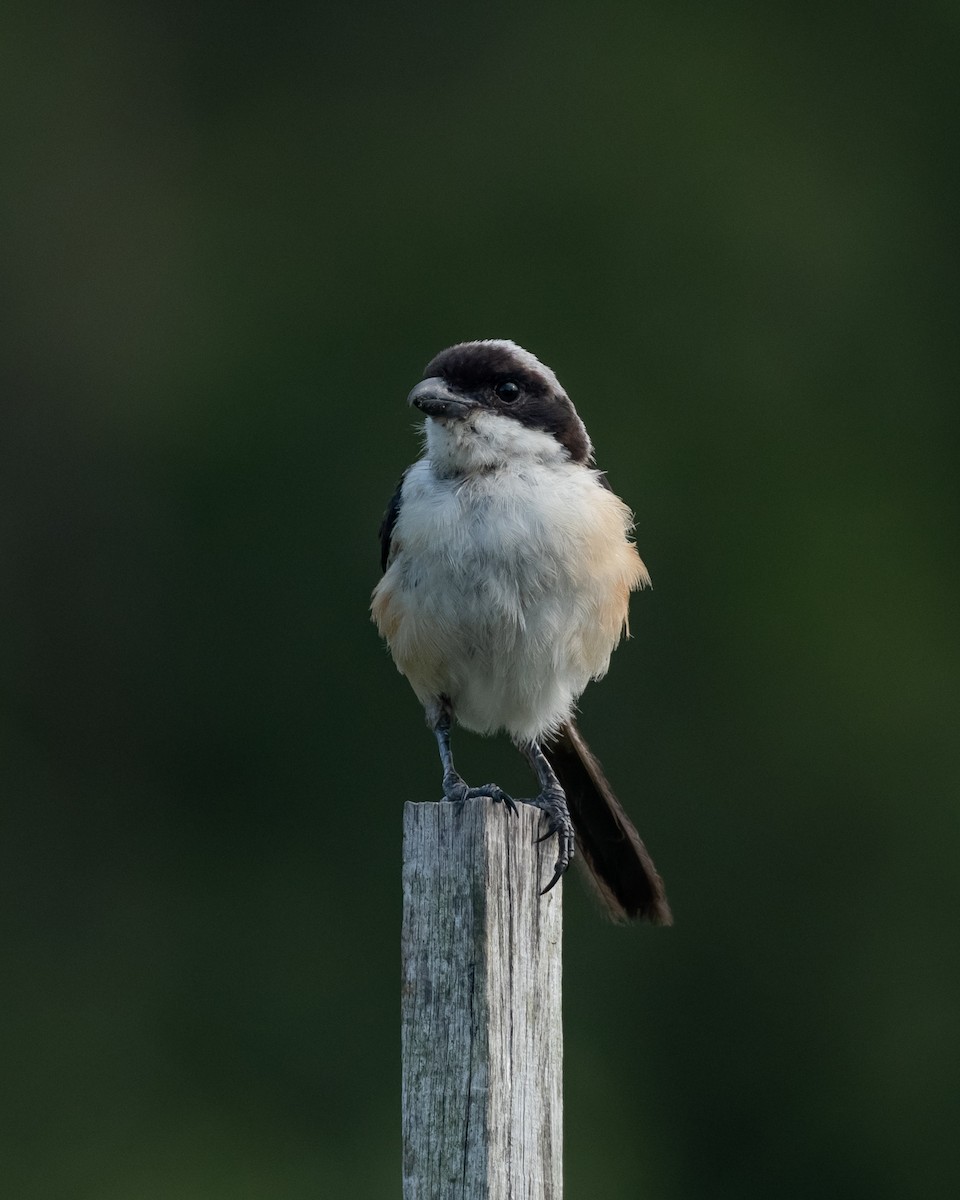 Long-tailed Shrike - Yan Ze Ng