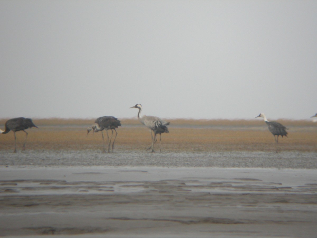 Common Crane - Adrian Boyle