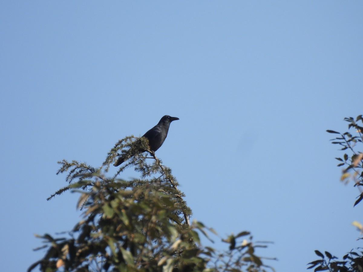 Large-billed Crow - ML616151389