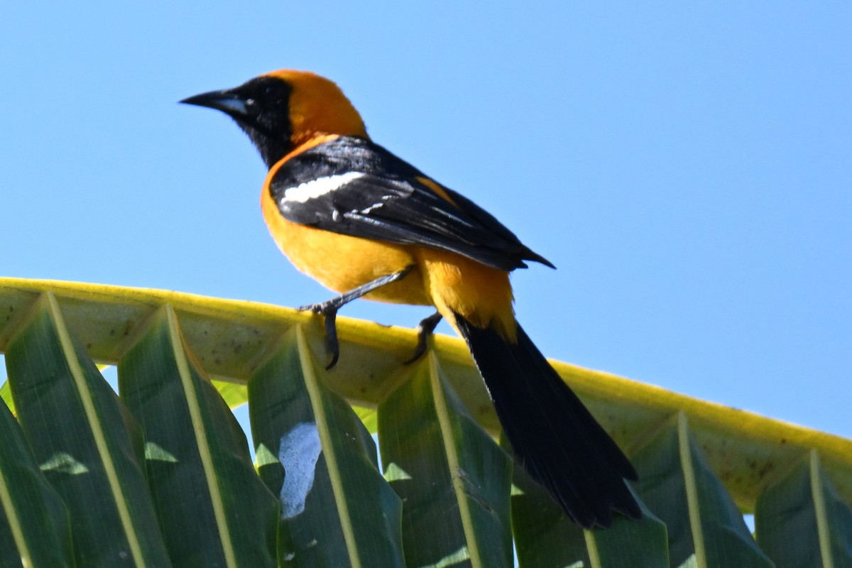 Hooded Oriole - ML616151405