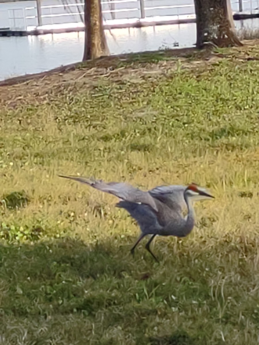 Sandhill Crane - ML616151425