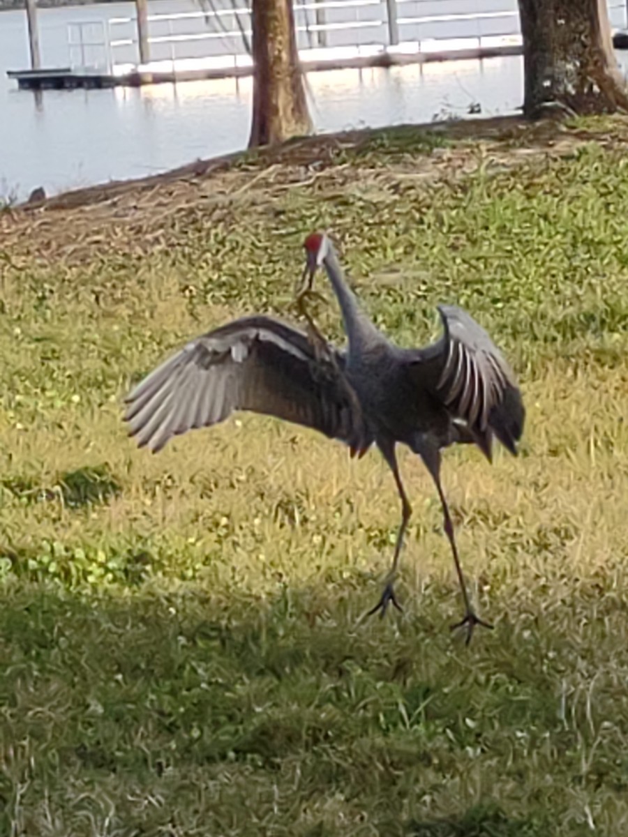 Sandhill Crane - ML616151427