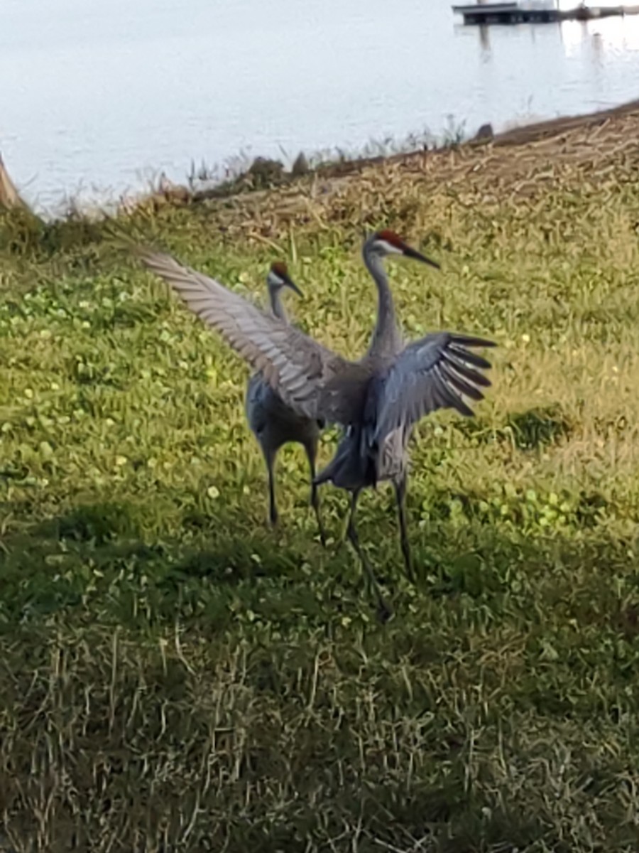 Sandhill Crane - ML616151428