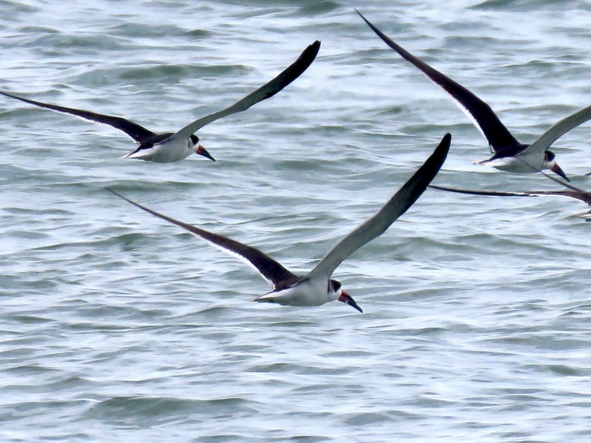 Black Skimmer - ML616151433