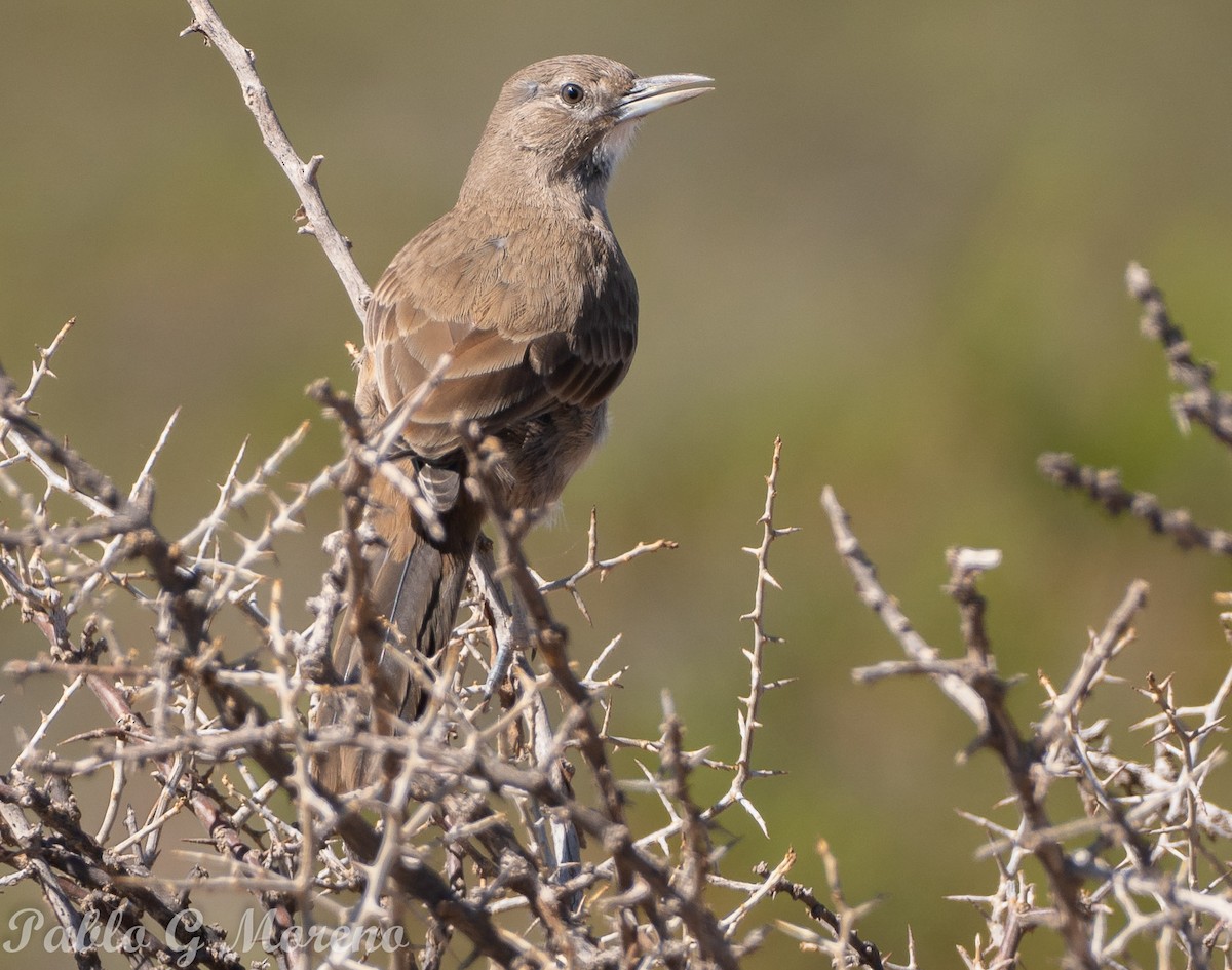 White-throated Cacholote - ML616151479