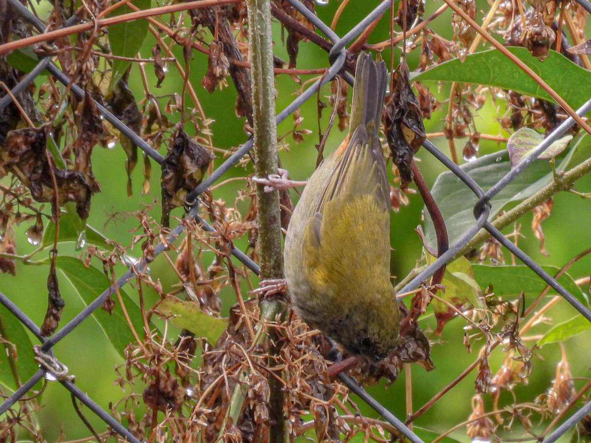 Yellow-shouldered Grassquit - Lee Pollock